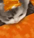 catlava