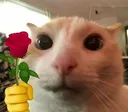 gato_rosa