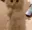 animatedcatbeg