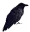 raven