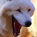 wolfwheeze