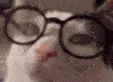 catNerd