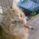 catnip