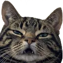 Catuhh Catuhh