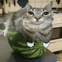 watermeloncat