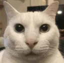 Catstare