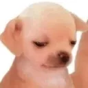 boba_sad_dog