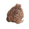 FrogSpinFast