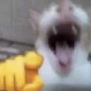 catpoint