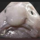 emoji_19 Discord sticker from deformed sperms  🙁