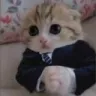 :business: