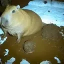 hehe