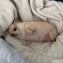 prosdog