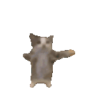 m_cat_dance animated Discord emote | Unsupervised Adults ¹⁸⁺