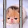 lokejailed
