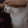 p_patpat