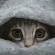 peeklurk peeklurk