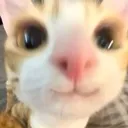 catSmilee