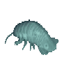 isopod1