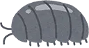 isopod