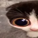 MONKA1