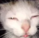 mangothecat