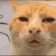87728huhcat