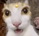 89215catwow