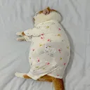 fatchinesebabycatidk