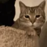 bb_catbonk_PlayForFunServer