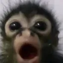monkeOMG