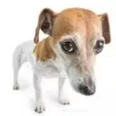 sadDog