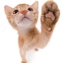 Cattio