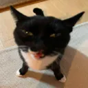 lilguy