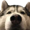 dogwhat