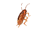 cafarddance