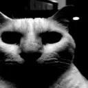 _catdespair _catdespair