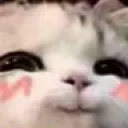 catto_smug