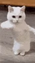 CatDance