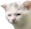 tiredcat