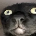 whatthefuck whatthefuck