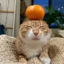 orangeycattie orangeycattie