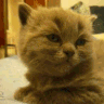 CatTired Discord emoji