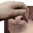 nicecatpetpet
