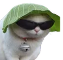 SG_chustuna_ani_observe_chestuna SG_chustuna_ani_observe_chestuna