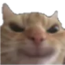 CattoeEvil