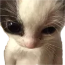 mirmir