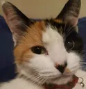patchyS patchyS