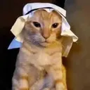 habibicat