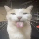 RG_CatSilly7